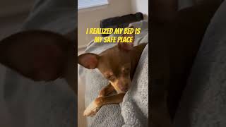 Heavy on the laziness 🥱 😆 😂 mybed safeplace laziness likecommentsubscribeshare 🐶🤎 [upl. by Anitserp]