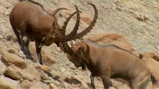 Ibex Fight for Mating Rituals  Wild Arabia  BBC Earth [upl. by Juster]