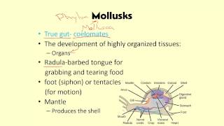 3 4 Mollusks and Worms [upl. by Florette]