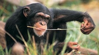 Wild Animals Chimp Uses Twig to Fish for Termites [upl. by Manouch]