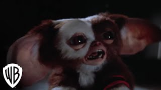 Gremlins 2 The New Batch  Gremlins Multiply  Warner Bros Entertainment [upl. by Innavoj]