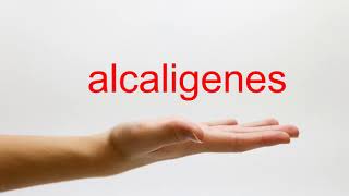 How to Pronounce alcaligenes  American English [upl. by Sayed]