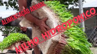 MILHO HIDROPONICO PARA ALIMENTAÇÃO ANIMAL NA PRÁTICA [upl. by Trin]