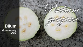 Common guava Psidium guajava  part 3 [upl. by Aronson196]