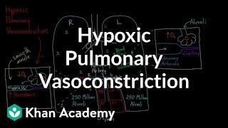 Hypoxic pulmonary vasoconstriction  Circulatory system physiology  NCLEXRN  Khan Academy [upl. by Peers145]