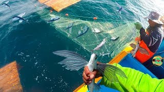 ASÍ SE PESCAN A LOS PECES VOLADORES CON RED  Pez Volador de Alta Mar [upl. by Nevada887]