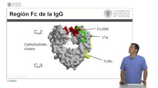 Subclases de IgG  525  UPV [upl. by Ellennoj]