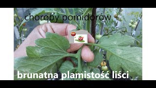 Choroby Pomidorów  brunatna plamistość liści pomidora [upl. by Schilit]