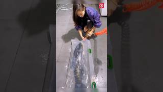 Live fish transportation process 😲 shorts [upl. by Ahsele281]