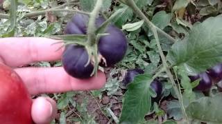 Black Beauty Heirloom Tomato growth stages [upl. by Cleopatre]