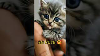 Miaon miaon cat music cute love catlover youtubeshorts song bollywood [upl. by Christiane]