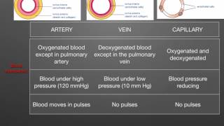 AS level G1 Arteries veins capillaries Ms Cooper [upl. by Ariahs941]