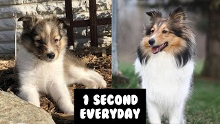 MY SHELTIE PUPPY GROWING UP  One Second Every Day for a Year [upl. by Trillby]