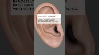 Earlobe ear biology medical anatomy [upl. by Ittap]