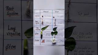 Identification of monocot and dicot plants easy shorts [upl. by Wanda]