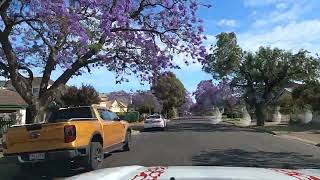 Beautiful SA  Jacarandas [upl. by Lekram]