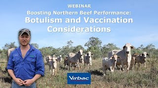 Boosting Northern Beef Performance 1 Botulism and Vaccination Considerations [upl. by Sirroned]