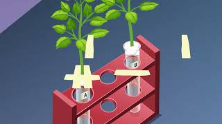 STUDY OF PHOTOTROPISM AND GEOTROPISM IN PLANTS [upl. by Gaskins]