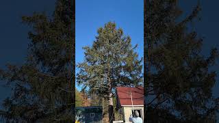 Line shot with A Sling Shot into a Tree to String a Palomar Wire Antenna Ham Radio KD2YTU [upl. by Eimat]