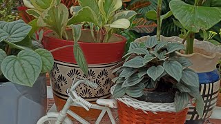 peperomia obtusifolia how to care tips and tricks 🌿👌 [upl. by Leander]