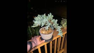 Juniper Procumbens bonsai [upl. by Avlem519]