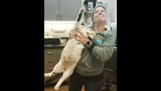 Cats Who HATE The Vet A Compilation [upl. by Laurel244]