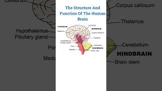 Diagram of human brain [upl. by Gaspard]