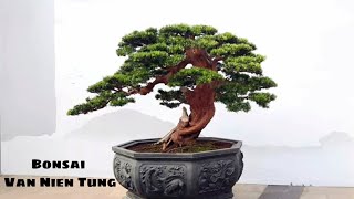 Beautiful Bonsai works from Podocarpus macrophyllus tree  Inspiration for creativity [upl. by Neeloj]