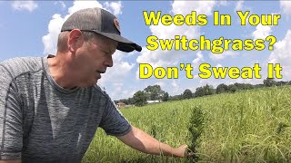 What Weed Killer Is Safe To Spray On Switchgrass  RC Big Rock [upl. by Ellersick]