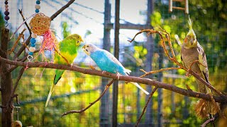 1 HOUR  BUDGIES SINGING OUTDOORS [upl. by Drarig]