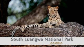 South Luangwa National Park with Edward Selfe Photography [upl. by Eenaej609]