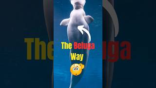 A baby beluga whale named Luna was born animals animation shorts 1 [upl. by Felix]