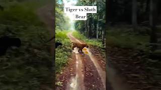 Chota Matka vs Sloth Bear shorts ytshorts tadoba travelfromhome nature wildlife tigerreserve [upl. by Dwight53]