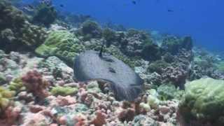 French Polynesia Tuamotu Rangiroa atoll Avatoru Pass Part IV Reef waltz and a single dolphin [upl. by Anehc]