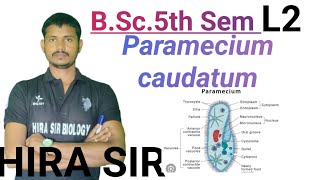 BSc5th semester paramecium trochocystermicronucleusmorphological hira biology by Hira sir [upl. by Launame844]