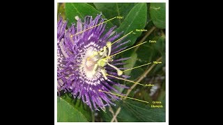 Kaurav pandav  Passion flower Passiflora incarnata [upl. by Arakal930]