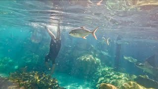 Snorkeling Adventure At Discovery Cove Orlando With JR Sharks Fish amp More 🦈🐠 pt1 [upl. by Vanna]