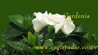 Timelapse of Opening Gardenia Flower with ALPHA [upl. by Nevarc8]