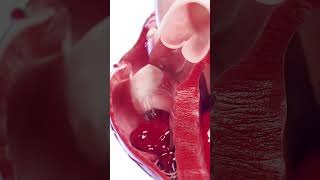 💓 Right Ventricle in Action Blood Flow Explained 💓 anatomy [upl. by Carmelina]