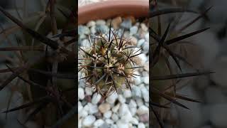 Copiapoa Cinerea Cinerea Taltal copiapoa astrophytum cactusdecoleccion [upl. by Nahgam]