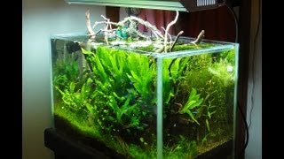 2ft 20 Gallon High Tech Planted Tank Tropical Aquarium [upl. by Atinrahc478]