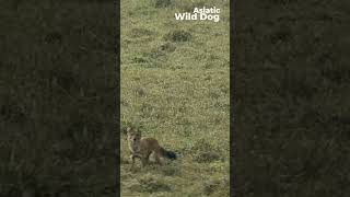 Asiatic Wild Dog  Dhole  Cuon alpinus western ghats [upl. by Fabyola921]