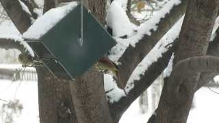 Female Northern Cardinal and Goldfinch on squirrel proof Rollerfeeder [upl. by Whelan454]