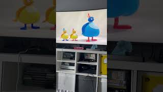 Audio Description In Twirlywoos On CBeebies UK [upl. by Zehe]