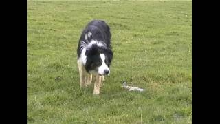 Sheepdog Training The Nij Vyas Sheepdog Experience [upl. by Assereht203]