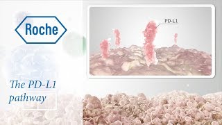 Cancer immunotherapy  The PDL1 pathway [upl. by Zoi830]