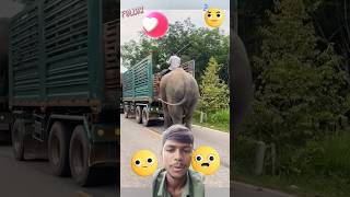 😱Trunk per chadhi elephant 🐘elephant yutubeshorts trending [upl. by Sauder]