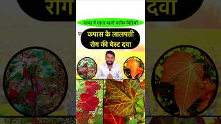 कापूस लाल्या रोग नियंत्रण  Kapus lalya rog  Cotton red leaf disease  Kapas ki kheti  shors [upl. by Calbert244]