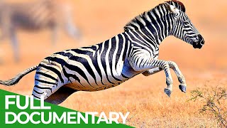 Wildlife  Just Hooves  Free Documentary Wildlife [upl. by Lerner56]