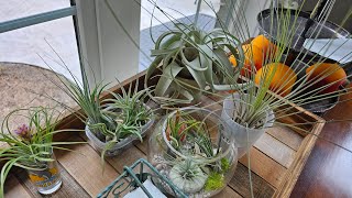 Tillandsia air plant collection xerographica tectorum streptophylla etc [upl. by Otreblada]